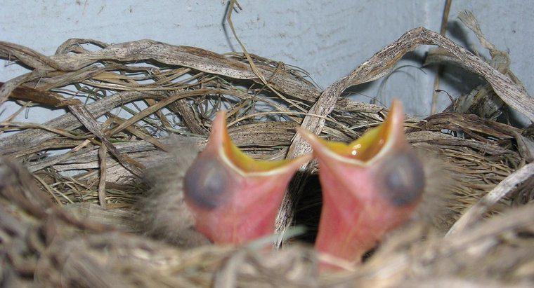 Was fressen neugeborene Vögel?