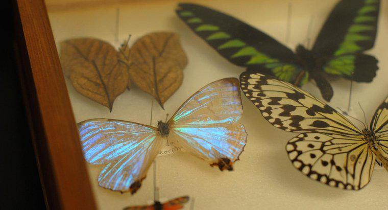 Wie werden tote Schmetterlinge konserviert?