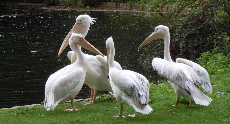 Wie nennt man eine Gruppe von Pelikanen?