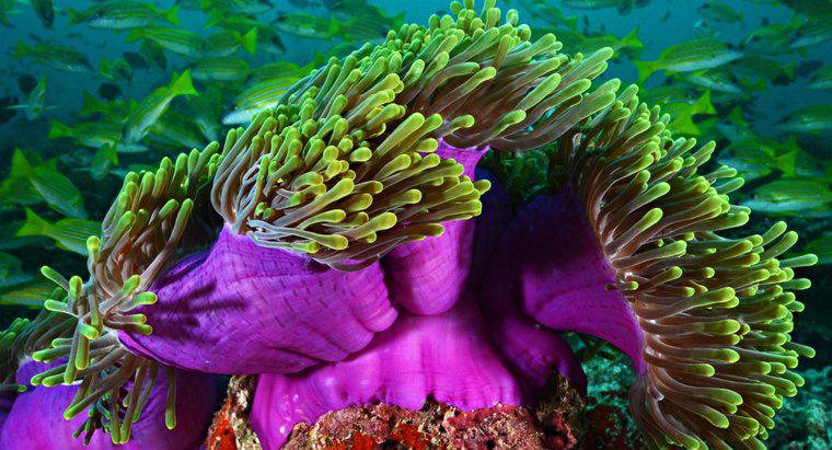 Welche Fortpflanzungsformen nutzt die Seeanemone?