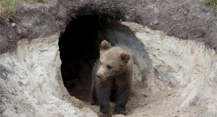 Leben Bären in Höhlen?