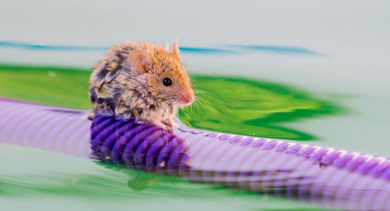 Können Mäuse schwimmen?