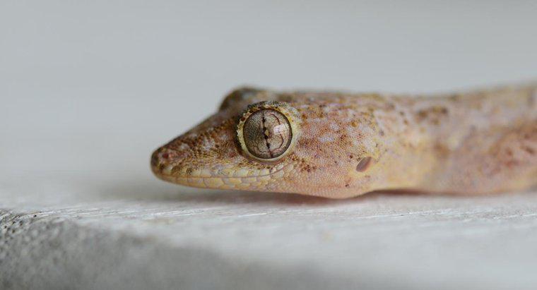 Wie lange leben Geckos?