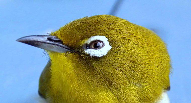 Sind Vögel farbenblind?