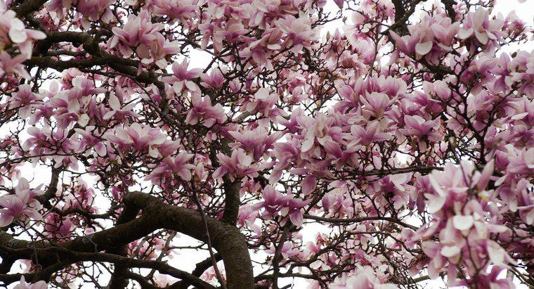 Was verhindert das Blühen von Magnolienbäumen?