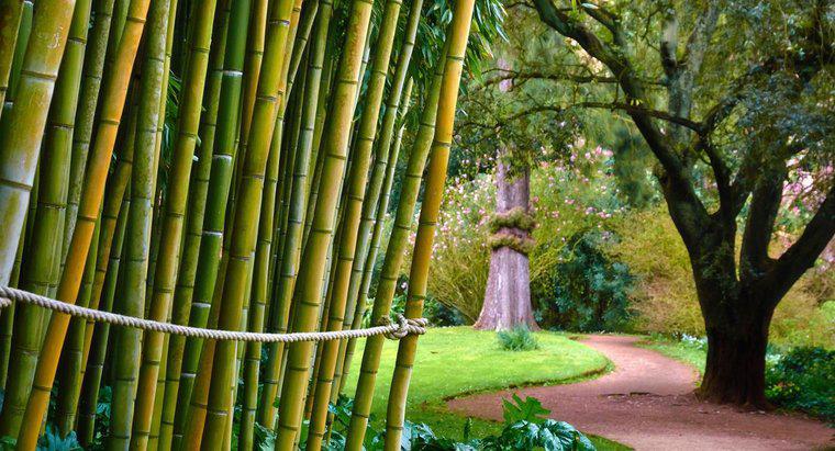 Ist Bambus für den Menschen giftig?