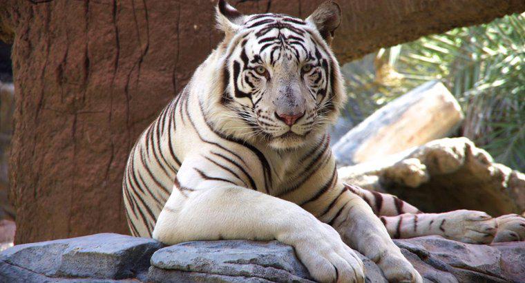Wie viele weiße Tiger gibt es noch auf der Welt?