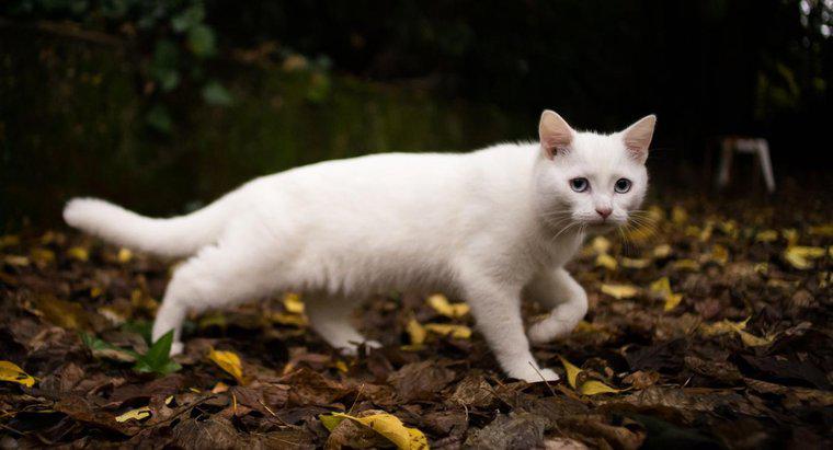 Was symbolisiert eine weiße Katze?
