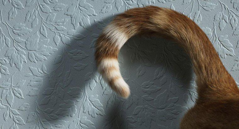 Was bedeutet es, wenn eine Katze mit dem Schwanz wedelt?