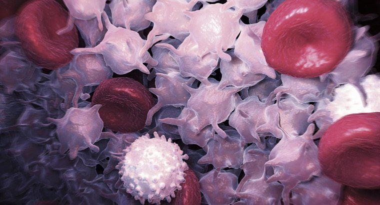 Was kann eine hohe Anzahl weißer Blutkörperchen bedeuten?