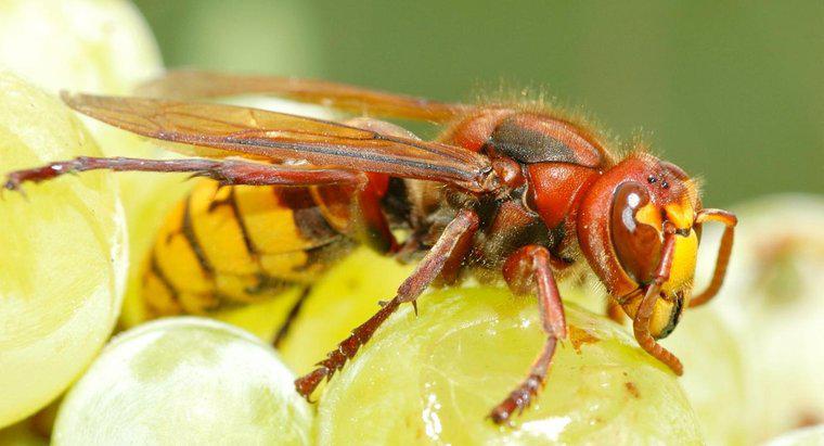 Was ist der Unterschied zwischen Wespen und Hornissen?