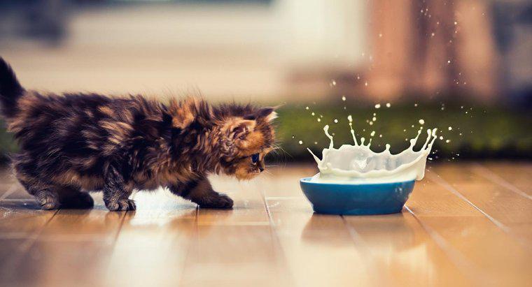 Warum ist es schlecht für Katzen, Milch zu trinken?