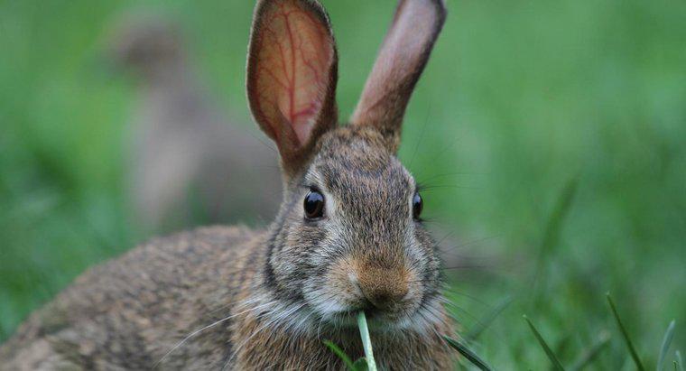 Welche Geräusche macht ein Kaninchen?