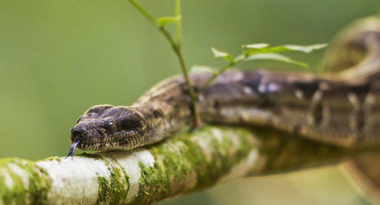 Welche Pflanzenarten wehren Schlangen ab?