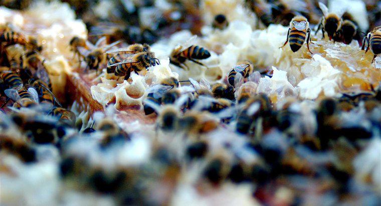 Wie kommunizieren Bienen?