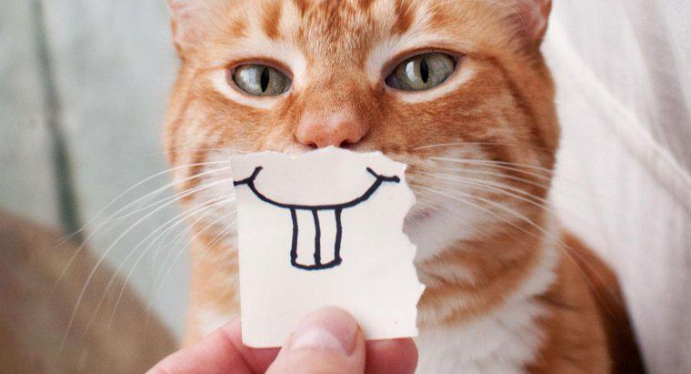 Können Katzen lächeln?