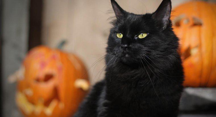 Was sind einige gute Halloween-Katzennamen?