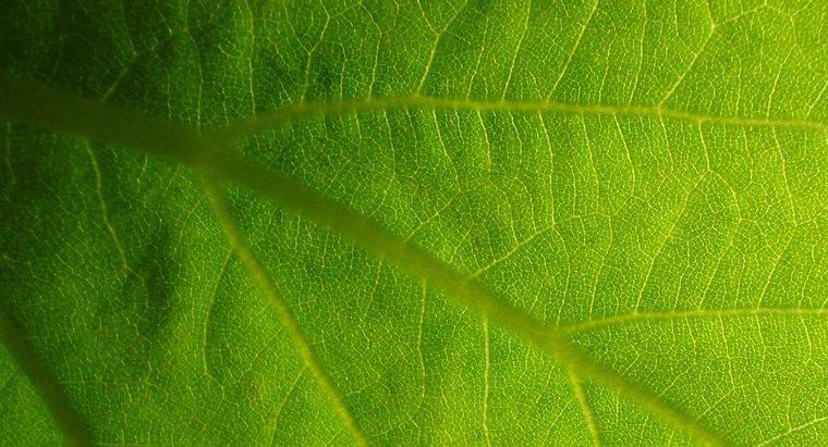 Welche Bedeutung hat die Photosynthese im Leben?