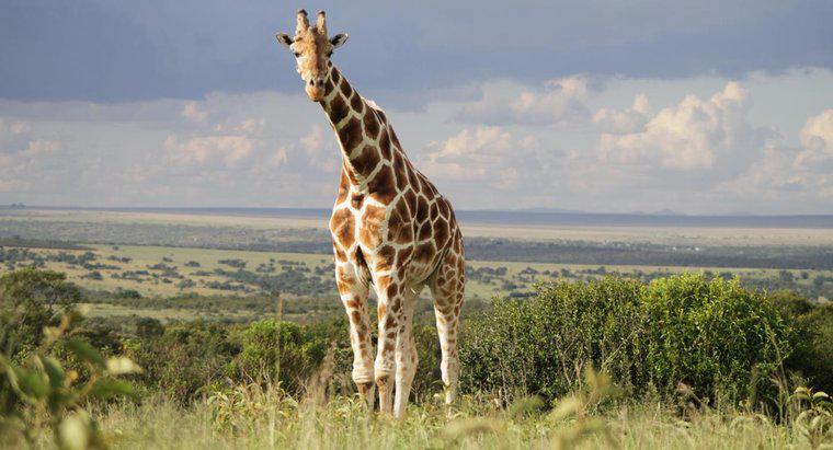 Was sind die Raubtiere und Beute der Giraffe?