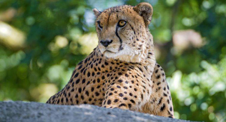 Wie lange lebt ein Gepard?