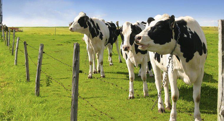 Wie viel Milch produziert eine Holstein-Kuh?