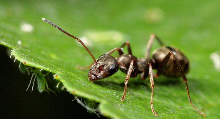 Tötet Zimt Ameisen?