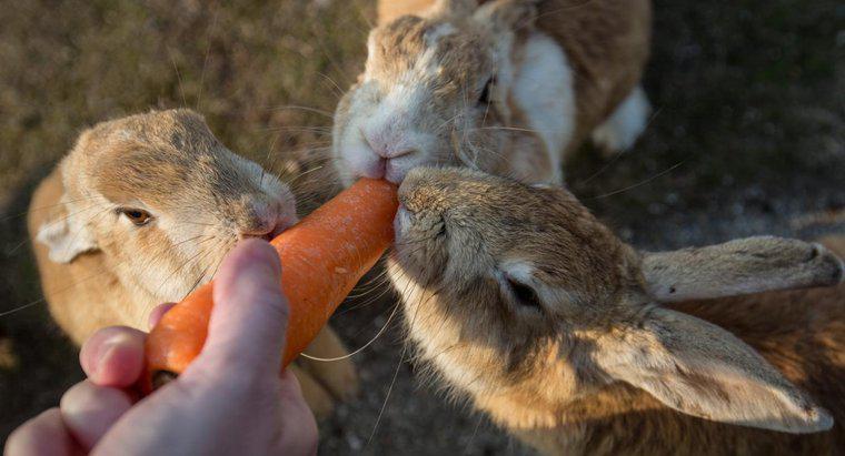 Kann man männliche und weibliche Kaninchen zusammenleben lassen?