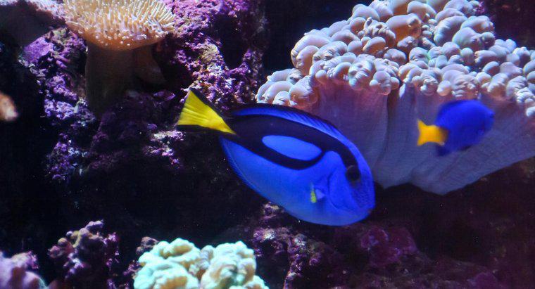 Welche Art von Fisch ist Dory von der Suche nach Nemo?