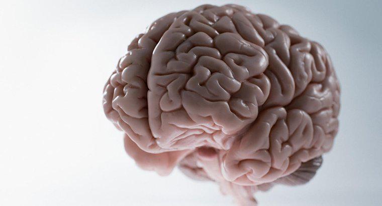Was ist das durchschnittliche Gewicht des menschlichen Gehirns?
