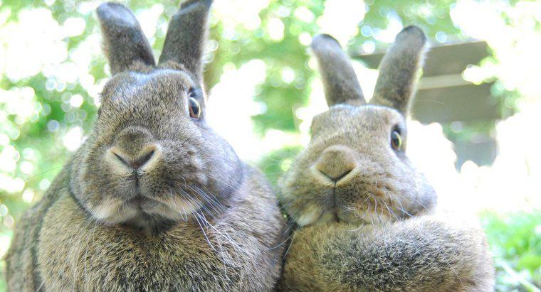 Sind Kaninchen Pflanzenfresser?