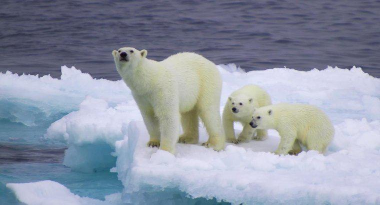 Was ist die ökologische Nische des Eisbären?