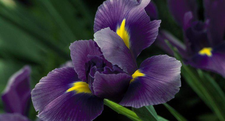 Wann blühen Irisblumen?
