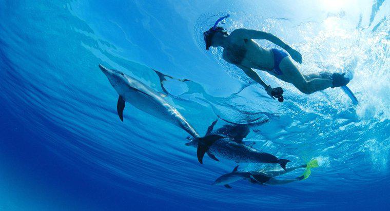 Sind Delfine intelligenter als Menschen?