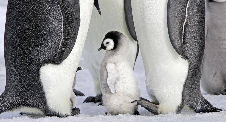 Sind Pinguine Säugetiere?