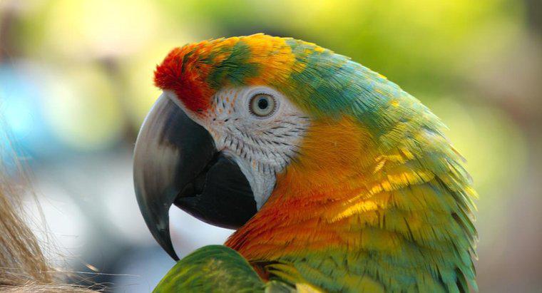 Was sind die Raubtiere des Papageis?
