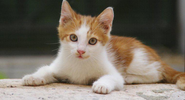 Was sind einige interessante Fakten über Kätzchen und Katzen?