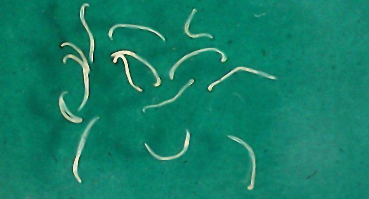 Wie vermehren sich Bandwürmer?