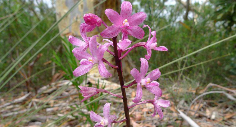Was isst Orchideen im Regenwald?