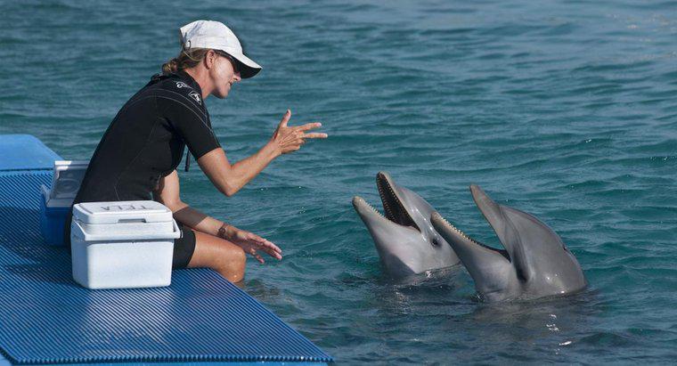 Wie sprechen Delfine?