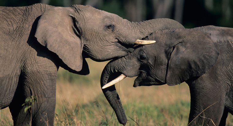 Was symbolisieren Elefanten?