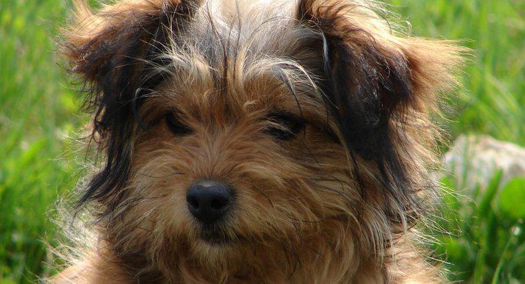 Ist Geißblatt giftig für Hunde?