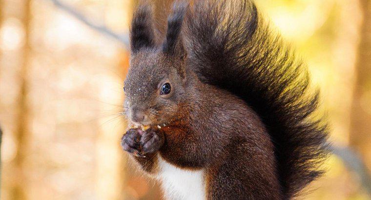 Was essen und trinken Eichhörnchen?