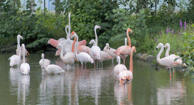 Sind Flamingos gefährdet?