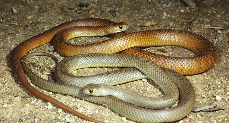 Wie vermehren sich Schlangen?