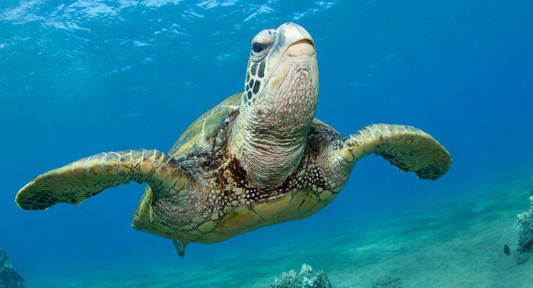 Welche gefährdeten Arten gibt es im Ozeanbiom?
