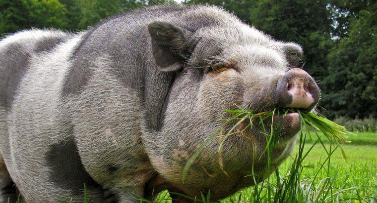 Was fressen Hängebauchschweine?