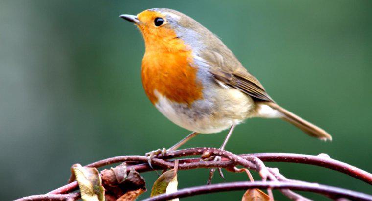 Wo finden Sie online eine Vogelbestimmungstabelle?