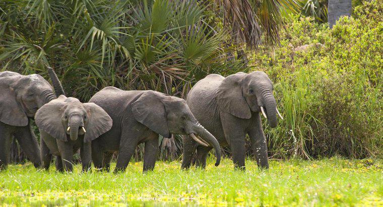 Wie viel wiegt der durchschnittliche afrikanische Elefant?