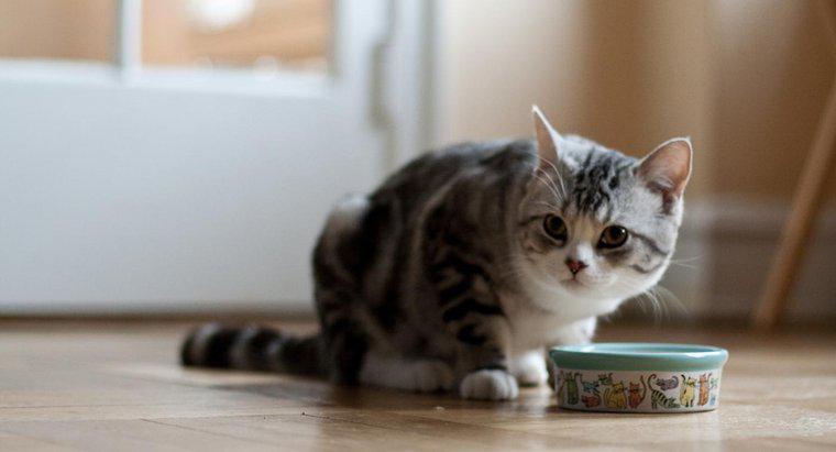 Was ist das beste Katzenfutter für Wohnungskatzen?