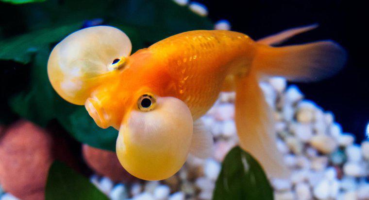Warum sitzen Goldfische am Boden eines Tanks?